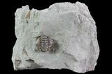 Wide, Enrolled Flexicalymene Trilobite In Shale - Ohio #68597-1